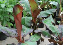Potted banana plants with maroon-striped green leaves show red backs while unfurling. 