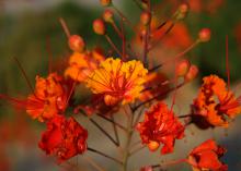 A cluster of orange flowers with red stamens.
