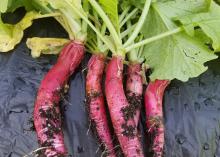 Five red radishes with green shoots rest on a black mat.