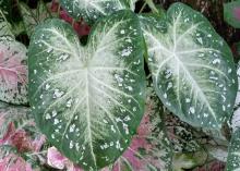 Two large caladium leaves with green edges and white centers in the foreground on top of other smaller leaves.