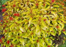 A top-down look at a mounding shrub composed of lime-green leaves and round clusters of red flowers.