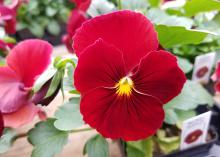 A vivid red flower with a yellow center and small black lines blooms in a container.