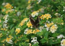 A black butterfly with yellow spots stands on small, yellow flowers in a sea of green leaves.
