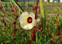 A white flower with a red center blooms among green leaves on red stems.