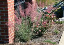 A tall clump of grass topped by pink flowers stands in front of a brick column.