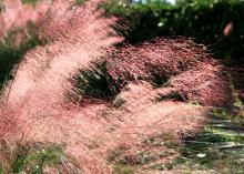 Flowery grasses glow pink as they are backlit by the sun.