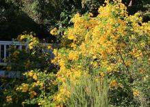 A mounding shrub covered in yellow blooms rises from a landscape bed beside a fence.