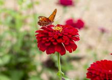 An orange butterfly rests atop a red zinnia against a blurred out background.