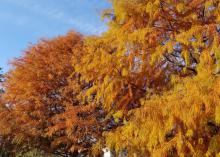 Two trees with orange and yellow foliage.