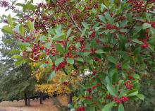 A branch with green leaves and dozens of clusters of red berries is in the foreground of an outdoor parking area.
