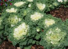 A cluster of green kale plants with white centers.