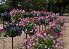Rows of planters filled with pink and purple blooms stand atop slender black posts.
