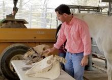 A man stands behind a table while demonstrating equine dental equipment on two horse skulls.