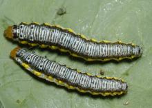 Two caterpillars with white, black and yellow markings sit side by side on a leaf.