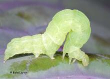 A light-green, smooth-skinned caterpillar loops its body up as it moves.
