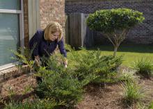 A woman leans over a bush growing in a bed outside a house.