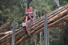 Logging tongs bundle timber.