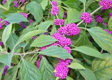 Small purple berries in clumps line branches with green leaves.