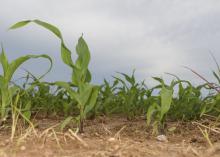One small corn stalk stands in the foreground of a field of young corn.