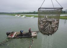 A mesh basket of fish is hoisted over a pond on which floats a boat with two men aboard.