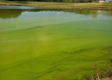 A pond with green film at the top.