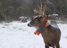 A deer with antlers standing in the snow.