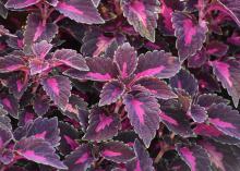 Dramatic, hot-pink centers are displayed on broad, burgundy leaves.
