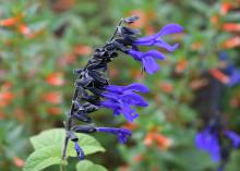 Six deep blue flowers emerge from a black flower spike.