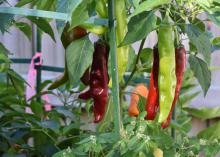 Long, narrow, colorful peppers hang from a plant.