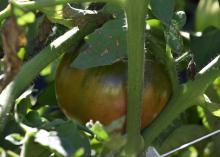 A single tomato grows on a lush plant.