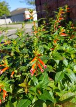 Small, tubular, orange flowers bloom on a green bush with a house in the background.