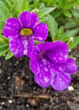 A small cluster of purple flowers bloom on a plant in a landscape bed.