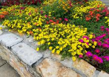 A group of yellow flowers cascades over a rock wall in a garden with pink and orange flowers.