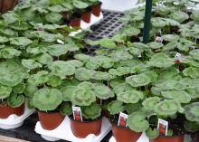 Small pots of geraniums show the circular, green foliage with darker green circles that ring the outer edge.