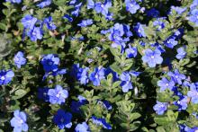 Dozens of small blue flowers bloom among green foliage.