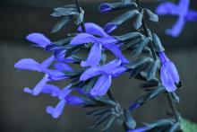 Delicate, funnel-shaped blue flowers line the upright stalks of a plant.