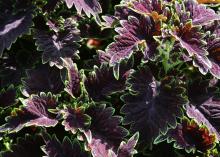 A bushy plant is covered with deep-purple leaves that are edged in bright green.