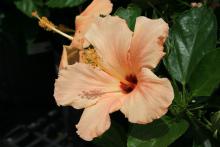 A large, peach-colored flower blooms wide open against dark-green leaves.