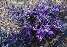 Small, red peppers are visible among deep-purple leaves.