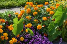 Round, orange blooms cover a plant in a landscape bed with purple blooms and large, green foliage.