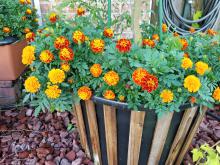 Dozens of round, orange and red flowers bloom on a plant growing in a decorative barrel.