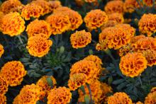 Rounded, ruffled flowers in orange and red cover green foliage.