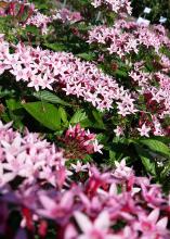 Dozens of pink flowers in clusters rise above green foliage.