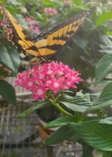 A yellow and black butterfly rests on a cluster of pink blooms.