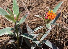 Two plant stems rise from pine straw, one with a small cluster of red, orange and yellow flowers.