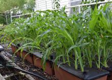 Small stalks of corn grown in rows from containers.