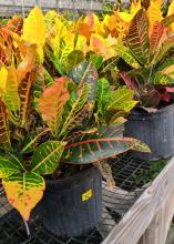 Short plants with red-veined yellow and green leaves grow from black pots.