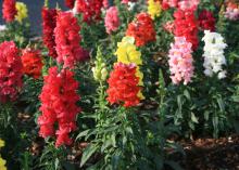 Flower-covered spikes in reds, yellow, pink and white rise above green plants.