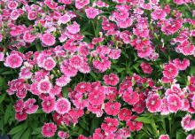 Dozens of small, purple flowers with white edges cover lush foliage.