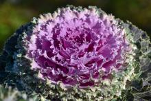 Ruffled leaves of green and purple grown in concentric circles.